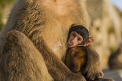 Una scimmia di berbero del bambino con sua madre in Gibilterra fotografia stock Una scimmia di berbero del bambino con sua madre in Gibilterra fotografia stock