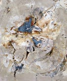 Una sezione del taglio dell'incrocio del legno di Fosillized fotografia stock libera da diritti Una sezione del taglio dell'incrocio del legno di Fosillized fotografia stock libera da diritti