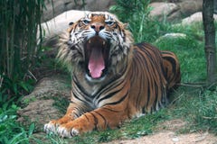 Una tigre con la bocca aperta fotografia stock libera da diritti Una tigre con la bocca aperta fotografia stock libera da diritti