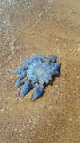 Una tormenta en el Mar Negro trajo una medusa, muy similar a una estrella imágenes de archivo libres de regalías Una tormenta en el Mar Negro trajo una medusa, muy similar a una estrella imágenes de archivo libres de regalías
