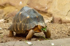 Una tortuga irradiada aislada que come una hoja foto de archivo Una tortuga irradiada aislada que come una hoja foto de archivo