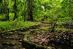 Una traccia di escursione foderata di roccia e curviing in una riserva ecologica di Costa Rican fotografia stock Una traccia di escursione foderata di roccia e curviing in una riserva ecologica di Costa Rican fotografia stock