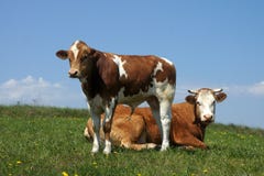 Una vaca con un becerro que pasta foto de archivo libre de regalías Una vaca con un becerro que pasta foto de archivo libre de regalías