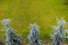 Una vista aerea di tre abeti bianchi del Colorado con erba verde L'abies concolor, l'abete bianco del Colorado, è una conifera ne fotografie stock Una vista aerea di tre abeti bianchi del Colorado con erba verde L'abies concolor, l'abete bianco del Colorado, è una conifera ne fotografie stock