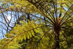 Una vista della base delle foglie delle palme con la bella luce del sole immagini stock libere da diritti Una vista della base delle foglie delle palme con la bella luce del sole immagini stock libere da diritti