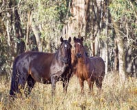 Una yegua australiana de Brumby y su potro imagenes de archivo Una yegua australiana de Brumby y su potro imagenes de archivo