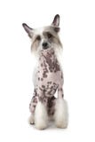 Unbehaarter Chinese Crested-Hund, der über Weiß sitzt Stockbild Unbehaarter Chinese Crested-Hund, der über Weiß sitzt Stockbild