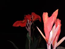 Unbekannte gelesene Blumen lizenzfreie stockbilder Unbekannte gelesene Blumen lizenzfreie stockbilder