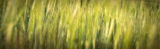 Under the bright sun. Abstract natural backgrounds. Fresh green spring grass on the lawn with the selective focus blurred bokeh Stock Images Under the bright sun. Abstract natural backgrounds. Fresh green spring grass on the lawn with the selective focus blurred bokeh Stock Images