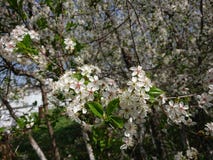 Hot beginning of May. Under Kazan bloomed gardens. Bumblebees and bees willingly collect nectar. Branch, blossom. royalty free stock photography Hot beginning of May. Under Kazan bloomed gardens. Bumblebees and bees willingly collect nectar. Branch, blossom. royalty free stock photography
