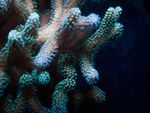 Bird`s nest coral royalty free stock photo Bird`s nest coral royalty free stock photo