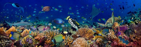Underwater coral reef landscape wide 3to1 panorama background  in the deep blue ocean with colorful fish sea turtle marine wild