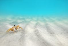 Underwater, Crab On The Sandy Bottom Stock Photos Underwater, Crab On The Sandy Bottom Stock Photos
