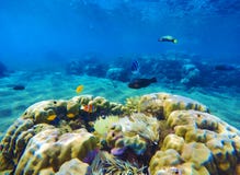 Underwater landscape with coral reef and coral fishes. Vibrant undersea view digital illustration. Royalty Free Stock Photography Underwater landscape with coral reef and coral fishes. Vibrant undersea view digital illustration. Royalty Free Stock Photography