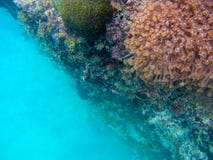 Underwater landscape with coral wall and deep blue sea water. Marine plants on underwater stone. Corals on cliff stock photography Underwater landscape with coral wall and deep blue sea water. Marine plants on underwater stone. Corals on cliff stock photography