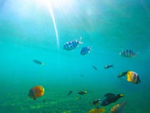 Underwater landscape with tropical fishes. Sunny undersea scene with coral fishes. Stock Images Underwater landscape with tropical fishes. Sunny undersea scene with coral fishes. Stock Images