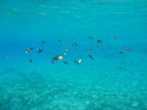 Underwater life kalogries, damselfish or Mediterranean Chromis in Kolona double bay Kythnos island Cyclades Greece, Aegean sea. royalty free stock photos Underwater life kalogries, damselfish or Mediterranean Chromis in Kolona double bay Kythnos island Cyclades Greece, Aegean sea. royalty free stock photos