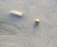 Underwater Sand and Small Seashell - Natural Abstract Texture Background stock images Underwater Sand and Small Seashell - Natural Abstract Texture Background stock images