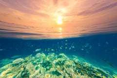Underwater coral reef on the red sea, beautiful sunset view, endless sea with sky royalty free stock photo Underwater coral reef on the red sea, beautiful sunset view, endless sea with sky royalty free stock photo