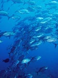 Underwater school of trevally fish