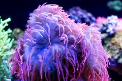 Underwater sea plants very colorful stock photo Underwater sea plants very colorful stock photo