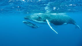 Underwater shot of humpback whales swimming in the Pacific Ocean