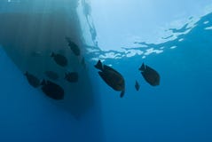 Underwater View Of Boat Silhouette With Fish. Stock Photo