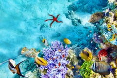 Underwater world with corals and tropical fish. royalty free stock photos Underwater world with corals and tropical fish. royalty free stock photos