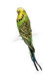 undulatmelopsittacusundulatus royaltyfri bild undulatmelopsittacusundulatus royaltyfri bild