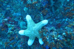 Une étoile De Mer Mignonne Blanche Photo Stock Image Du