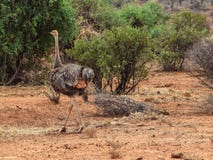Une autruche dans la réserve nationale de Samburu, Kenya photographie stock Une autruche dans la réserve nationale de Samburu, Kenya photographie stock