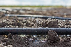 Une baisse de l'égoutture de l'eau du tube d'irrigation installé dans le domaine photographie stock libre de droits Une baisse de l'égoutture de l'eau du tube d'irrigation installé dans le domaine photographie stock libre de droits