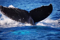 Une baleine d'une queue dans Maui image libre de droits Une baleine d'une queue dans Maui image libre de droits