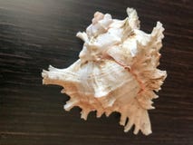 Une belle grande coquille pointue brune se trouve sur un fond en bois de table de brun foncé Fond tropical marin d'été image libre de droits Une belle grande coquille pointue brune se trouve sur un fond en bois de table de brun foncé Fond tropical marin d'été image libre de droits
