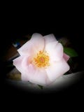 Une belle image colorée de fleur photographie stock Une belle image colorée de fleur photographie stock