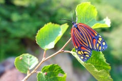 Une belle mite photo libre de droits Une belle mite photo libre de droits