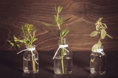Une bouteille d'huile essentielle avec des herbes, persil, thym, aneth, hysope, ensemble sur un vieux fond en bois Faisant cuire, photo stock Une bouteille d'huile essentielle avec des herbes, persil, thym, aneth, hysope, ensemble sur un vieux fond en bois Faisant cuire, photo stock