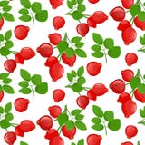 Une branche de chien mûr rouge a monté avec des feuilles, dessin au trait, d'isolement, coloré, icône fruit de canina de Rosa illustration stock Une branche de chien mûr rouge a monté avec des feuilles, dessin au trait, d'isolement, coloré, icône fruit de canina de Rosa illustration stock