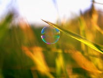Une bulle de savon miroitante lumineuse a accroché sur un montant éligible maximum ensoleillé vert d'été photos libres de droits Une bulle de savon miroitante lumineuse a accroché sur un montant éligible maximum ensoleillé vert d'été photos libres de droits