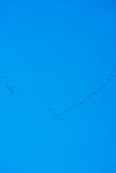 Une cale des oiseaux volent images stock Une cale des oiseaux volent images stock