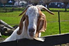 Une chèvre blanche et brune avec une barbe et des klaxons photos stock Une chèvre blanche et brune avec une barbe et des klaxons photos stock
