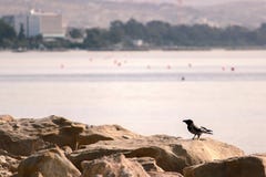 Une corneille noire sur une roche sur la plage par la mer photos stock Une corneille noire sur une roche sur la plage par la mer photos stock