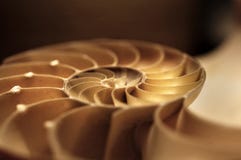 Une demi coquille de nautilus au foyer mou image stock Une demi coquille de nautilus au foyer mou image stock