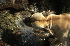 Une eau potable de pitbull de fontaine naturelle photos libres de droits Une eau potable de pitbull de fontaine naturelle photos libres de droits