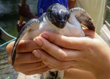 Une femme tient une petite tortue de mer de bébé photographie stock libre de droits Une femme tient une petite tortue de mer de bébé photographie stock libre de droits