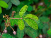 Une feuille composée sensible de pudica de mimosa - usine sensible, usine de honte photos libres de droits Une feuille composée sensible de pudica de mimosa - usine sensible, usine de honte photos libres de droits