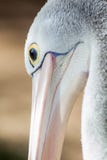 Une fin d'un pélican australien dans l'Australie du sud d'Adelaïde Photos libres de droits Une fin d'un pélican australien dans l'Australie du sud d'Adelaïde Photos libres de droits