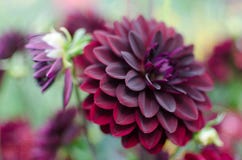 Une fin vers le haut de fleur de velours magnifique a appelé le dahlia avec les pétales formés parfaits de toutes les voix basses photos libres de droits Une fin vers le haut de fleur de velours magnifique a appelé le dahlia avec les pétales formés parfaits de toutes les voix basses photos libres de droits