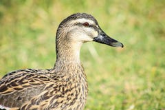 Une fin vers le haut de profil latéral d'un canard femelle de Mallard Photographie stock libre de droits Une fin vers le haut de profil latéral d'un canard femelle de Mallard Photographie stock libre de droits