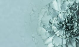Une fleur d'un oeillet blanc turquoise sur un fond monophonique de turquoise Plan rapproché Fond floral pour une carte postale Images stock Une fleur d'un oeillet blanc turquoise sur un fond monophonique de turquoise Plan rapproché Fond floral pour une carte postale Images stock